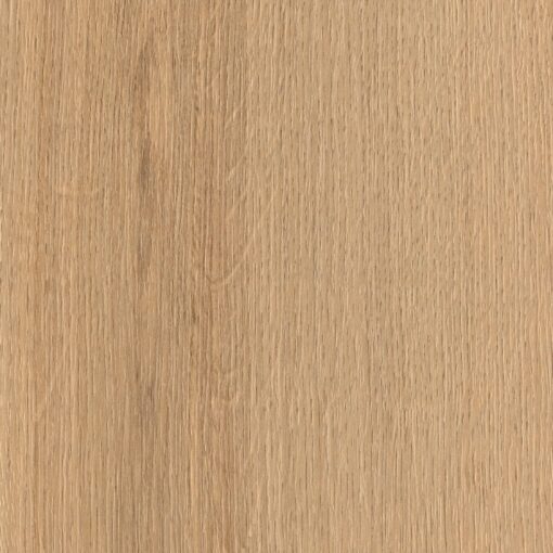 Alternative view of Canyon Oak